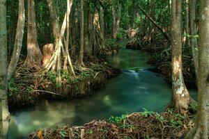 verbazingwekkend natuur, groen water in de Woud. krabi, Thailand. foto