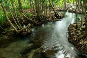 verbazingwekkend natuur, groen water in de Woud. krabi, Thailand. foto
