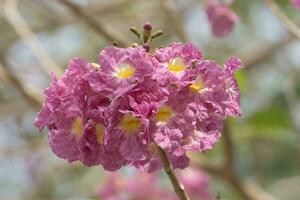 mooi bloeiend roze bloem van tabebuia heterophylla foto