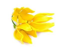 geurig bloemen van beklimming ylang-ylang foto