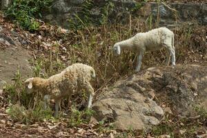 huiselijk schaap, ovis ram, lam in veld. foto