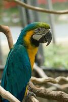 blauw geel papegaai ara. foto