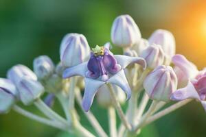 paars kroon bloem. foto