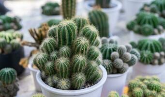 detailopname cactus groen bladeren in potten voor huis tuinieren foto