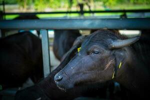 murrah buffel in de boerderij foto