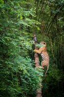 tijger beklommen de romp van de vlees in dierentuin foto