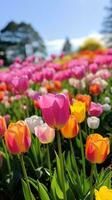 ai gegenereerd een verbijsterend beeld van een veld- van helder gekleurde tulpen foto