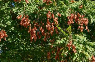 koelreuteria paniculata boom, zaad peulen van gouden regen boom foto
