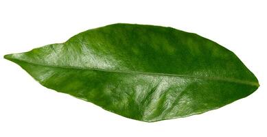 een groen clementine blad Aan een wit geïsoleerd achtergrond foto