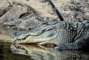 een alligator is resting in de water foto