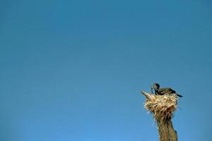 vogel met prooi foto