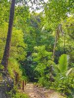 wandelpad in tropische jungle bos palmen koh samui thailand. foto