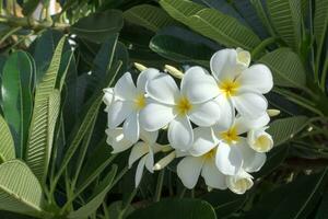 wit plumeria of frangipani bloem Aan boom. foto