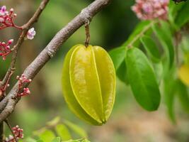 ster fruit Aan de boom. foto