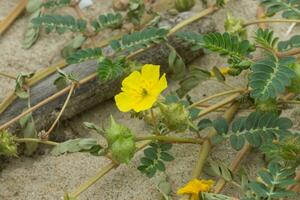 tribulus terrestris fabriek met bloem en blad. foto