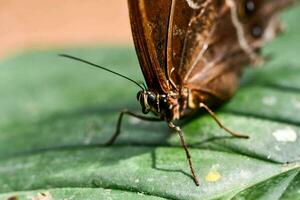 een bruin vlinder is zittend Aan een groen blad foto