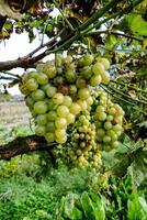 een bundel van druiven hangende van een boom foto