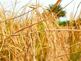geel rijp rijstveld velden zijn klaar voor oogsten foto