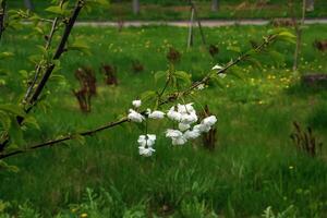 sakura of prunus serrulata in vroeg de lente. jong schiet en bloemen. foto