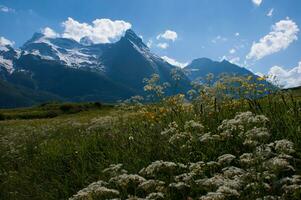 een veld- van wilde bloemen foto