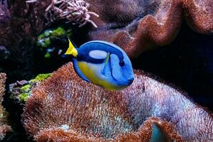 vis Koninklijk blauw chirurg - paracanthurus hepatus foto