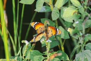 levendig vlinder Vleugels in van de natuur tuin delicaat fladderend insect gevangen genomen in gedetailleerd detailopname foto