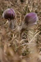 twee Purper bloemen in de gras foto