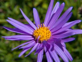 een Purper bloem met geel centrum foto