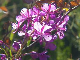 een Purper bloem met een geel stam foto