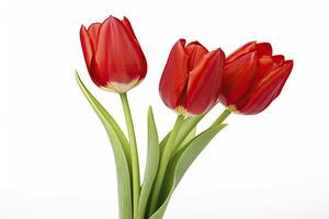 ai gegenereerd rood tulpen geïsoleerd Aan wit achtergrond. ai gegenereerd foto