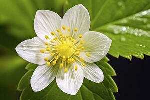 ai gegenereerd aardbei bloem. ai gegenereerd foto