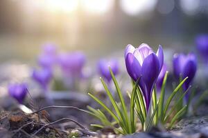 ai gegenereerd voorjaar Purper krokus bloem. ai gegenereerd foto