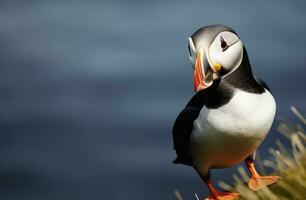 ai gegenereerd atlantic papegaaiduiker vogel. ai gegenereerd foto