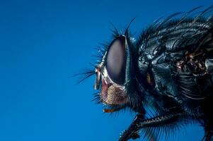 extreem dichtbij omhoog Aan een vlieg, blauw achtergrond foto