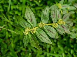 dichtbij omhoog van tuin wolfsmelk fabriek. foto