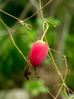 rood fruit van klimop kalebas, coccinia grandis fabriek. foto