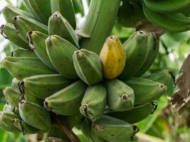 musa sapientum banaan Aan boom. foto