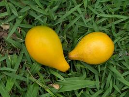 fruit van geurig bloemen van beklimming ylang-ylang. foto