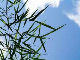 groene bamboe bladeren foto