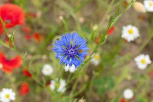 blauw korenbloem bloem in de midden- van bloem veld- bloem portret, achtergrond foto