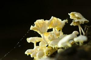 een groep van giftig champignons in de Woud. foto