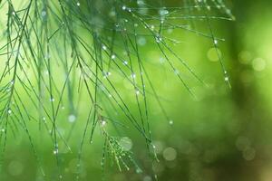 water druppels Aan pijnboom naalden in de regenachtig seizoen. foto