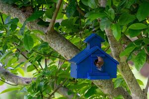 vogel neergestreken Aan blauw vogelhuisje hangende in magnolia Jane boom foto