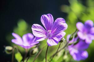 ai gegenereerd geranium wilfordii bloem. foto