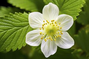 ai gegenereerd aardbei bloem. ai gegenereerd foto