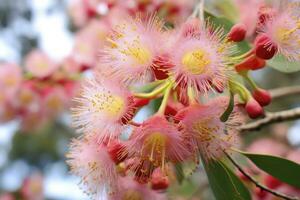 ai gegenereerd mooi gom boom roze bloemen en knoppen. ai gegenereerd foto