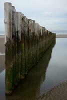 verweerd hout, golfbreker Bij eb tij Aan zanderig strand foto