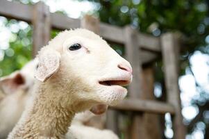 schattig grappig weinig lam Bij boerderij. foto