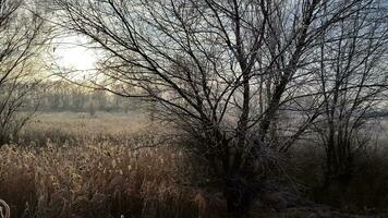 herfst ochtend. ijzig herfst ochtend. zon in herfst landschap foto