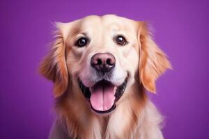 ai gegenereerd een detailopname portret van een gouden retriever puppy Aan een Purper achtergrond foto